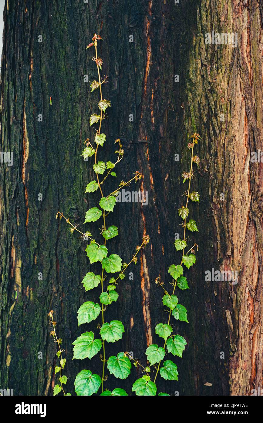 Vert feuilles fond d'écran naturel, texture de feuille, feuilles avec espace pour le texte Banque D'Images