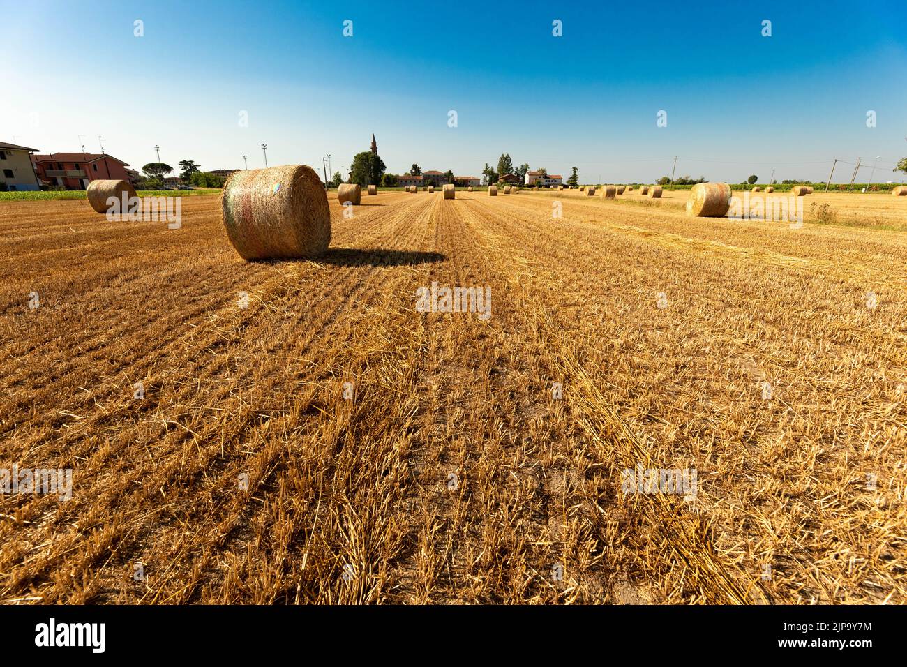 Boules de paille sur le champ agricole pendant la journée ensoleillée d'été dans les terres agricoles Banque D'Images