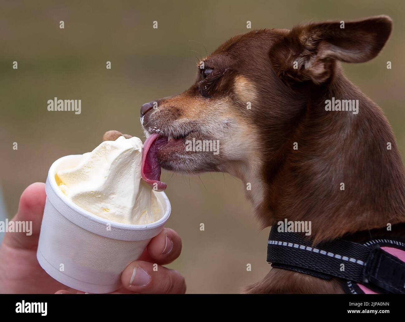 Chien Chihuahua qui apprécie une glace Banque D'Images
