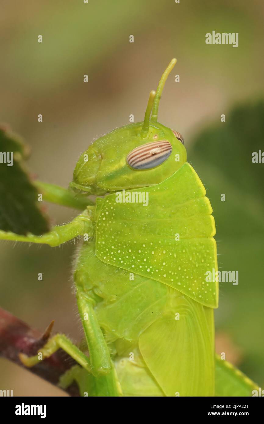 Gros plan vertical détaillé sur un magnifique criquet vert émeraude Eygitan, sauterelle, Anacridium aegyptium dans le champ Banque D'Images