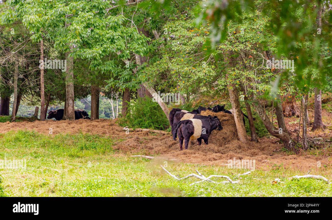 Vaches galloway belted dans un champ à Rockport, Maine Banque D'Images