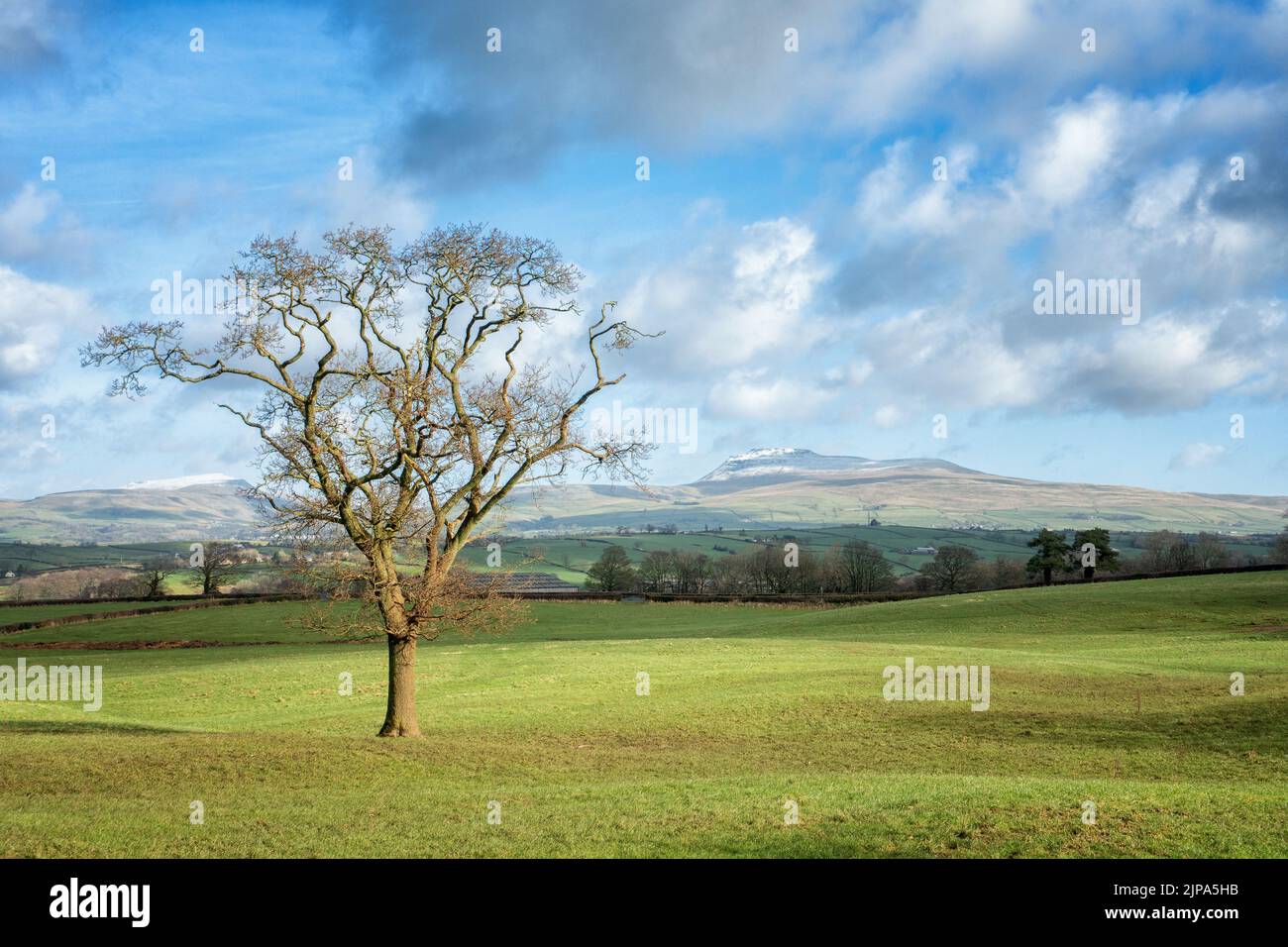 Vue imprenable sur une montagne d'Ingleborough enneigée dans le parc national des Dales du Yorshire avec un arbre du Yorkshire, Angleterre, Royaume-Uni Banque D'Images