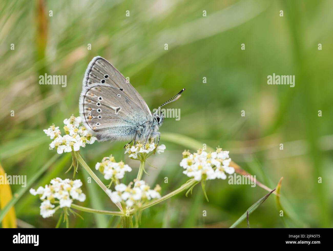 Alimentation en géranium Argus Banque D'Images