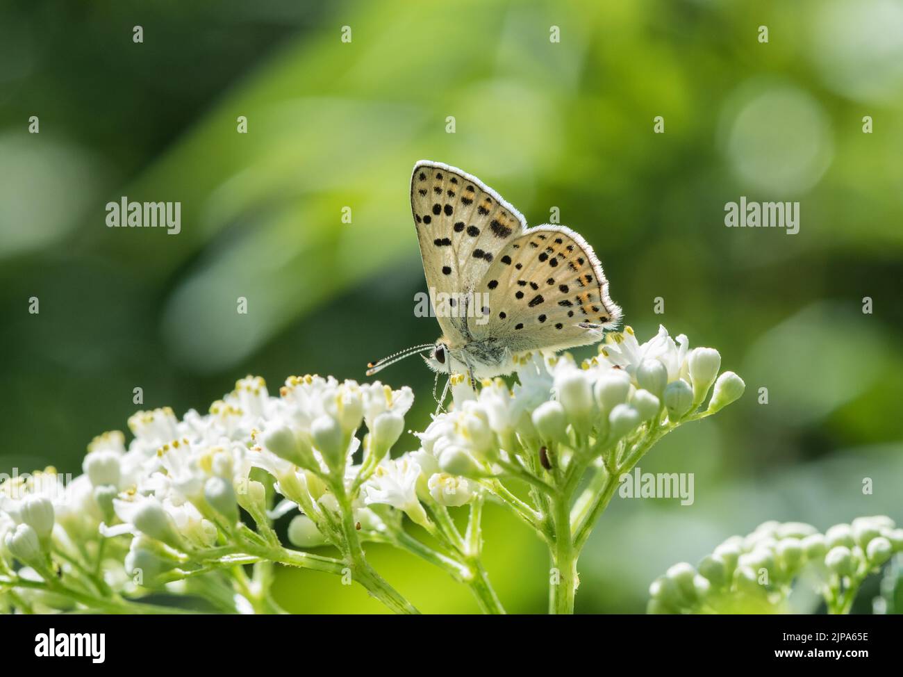 Cuivre d'alimentation (Lycaena tityrus) Banque D'Images