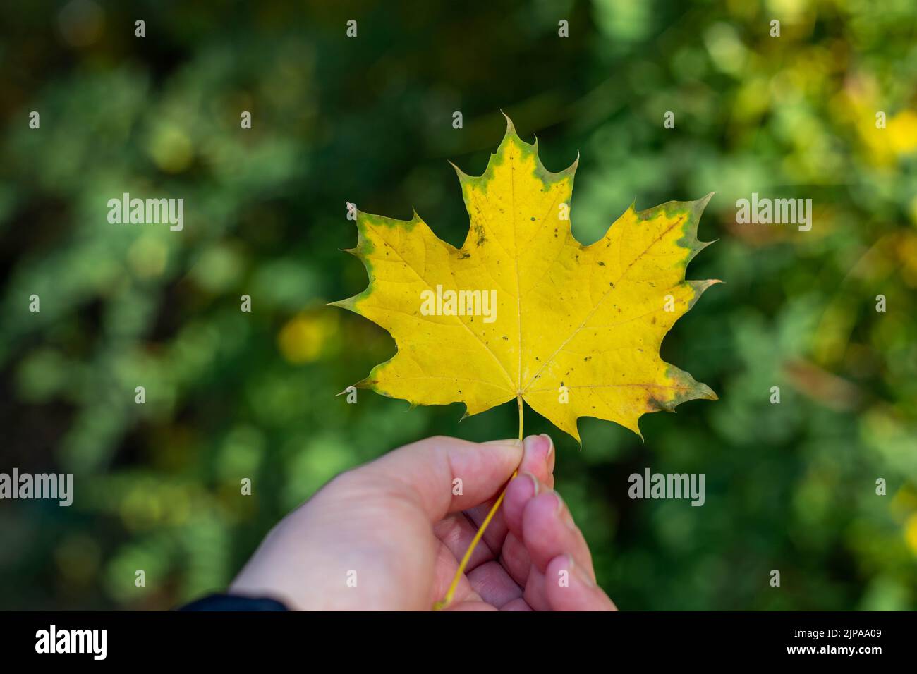 feuille d'érable tenant à la main. la main tient la feuille d'érable jaune sur le fond de la forêt. Banque D'Images