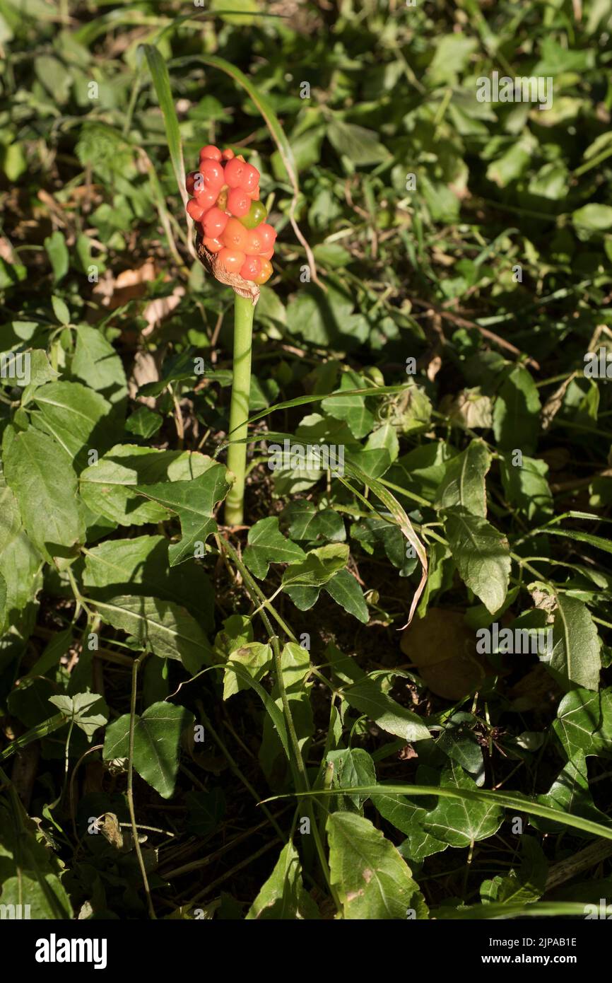 dh Arum maculatum FLORE Cuckoo pint dans les bois royaume-uni fleurs baies Banque D'Images