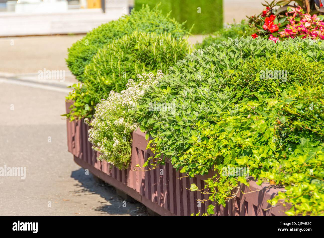 Jardinage et aménagement paysager. Magnifique lit fleuri avec différentes plantes dans la rue de la ville Banque D'Images