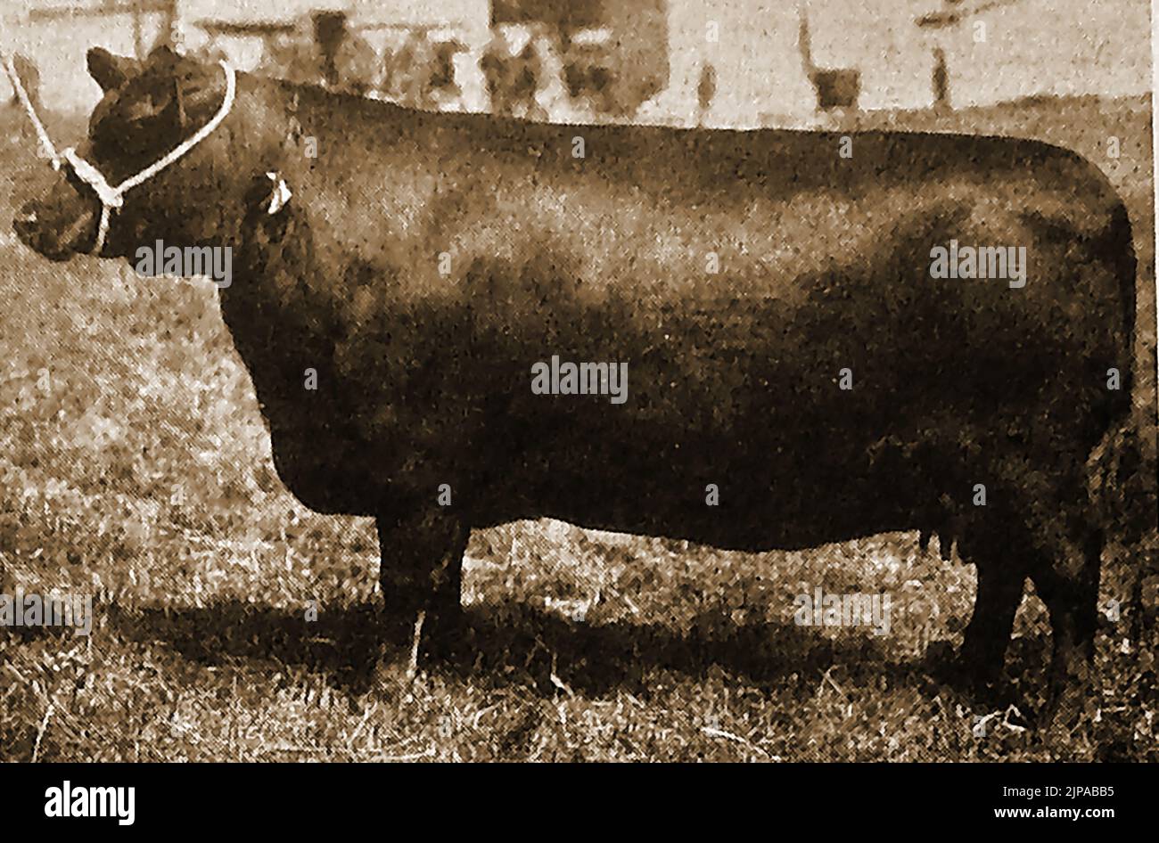 Le bétail britannique se reproduit - Une illustration des années 1930 d'une vache Aberdeen Angus Banque D'Images