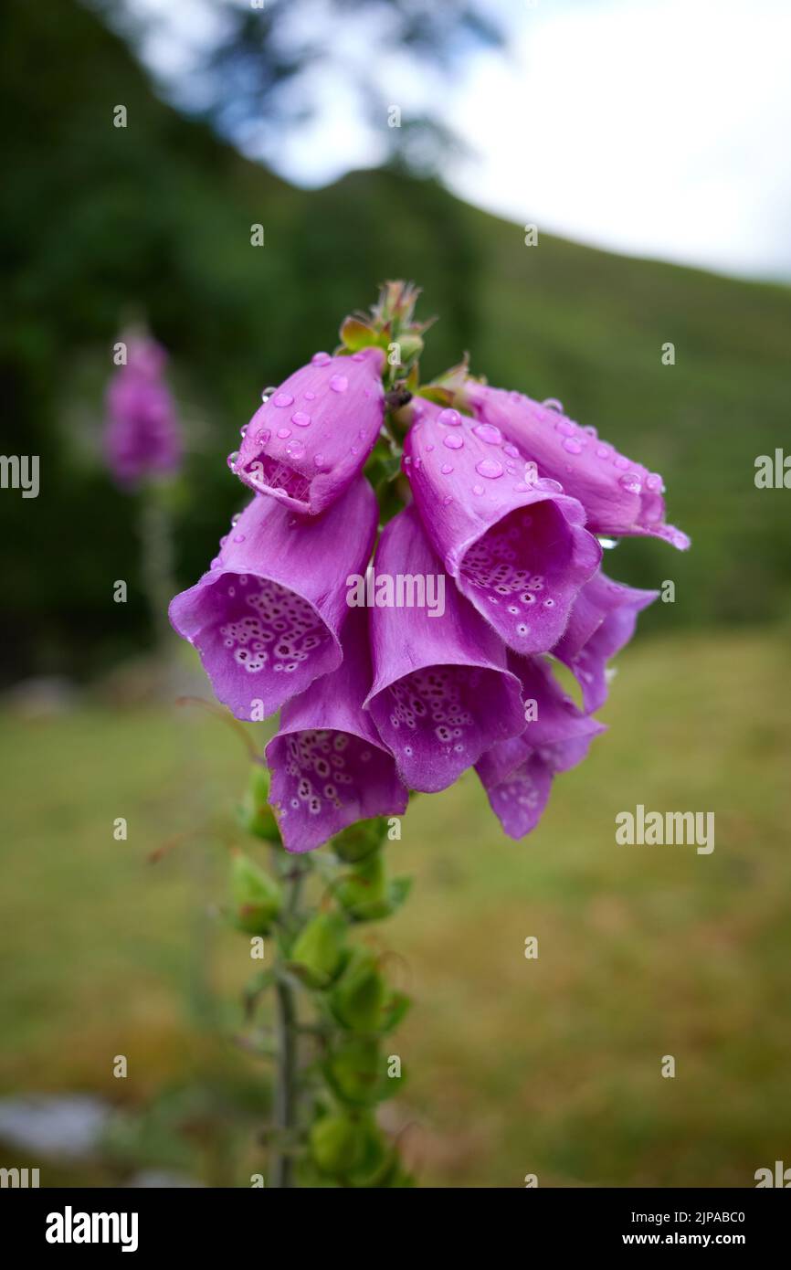 Un Foxglove commun (Digitalis purpurea) photographié près des chutes Aber dans le parc national de Snowdonia. Banque D'Images