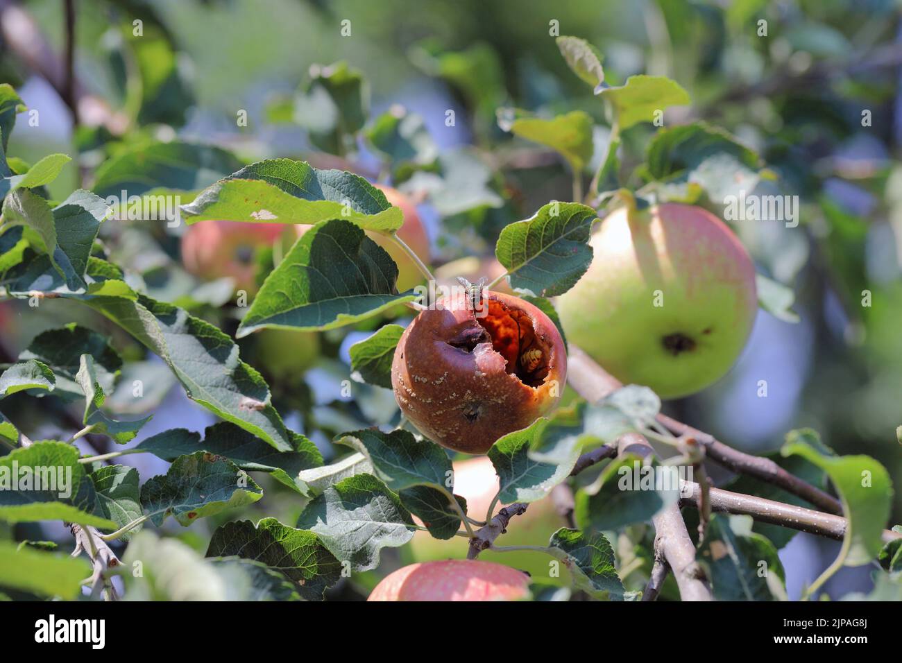 Pomme Malus domestica avec pourriture brune (Monilinia laxa ou monilinia fructagena) sur la branche dans le verger. Banque D'Images