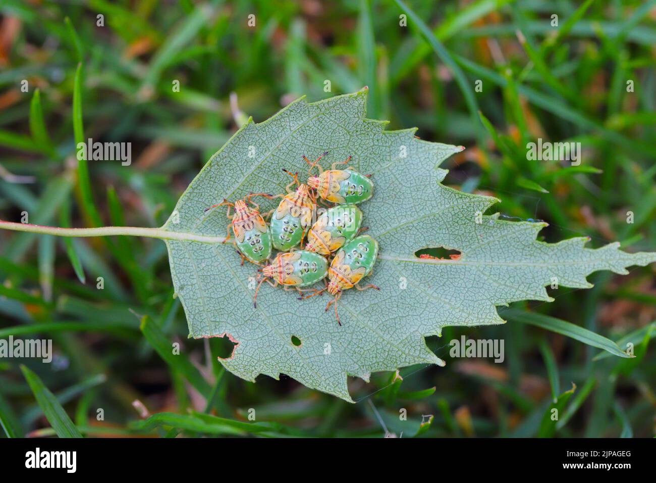 Nymphes de bouleaux (Elasmostefus interstictus) assis sur le bord de la feuille de bouleau. Banque D'Images