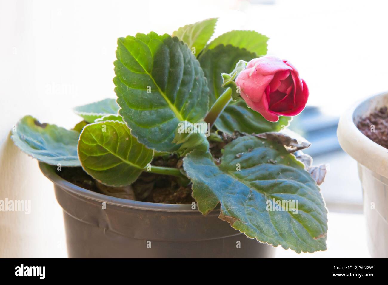 Gloxinia avec fleur rouge dans un pot en plastique Banque D'Images