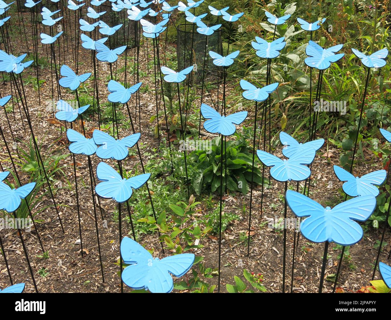 L'installation de papillons bleus dans les jardins de Sandringham a exposé 2 500 papillons métalliques conçus par un forgeron local pour Norfolk Hospice. Banque D'Images