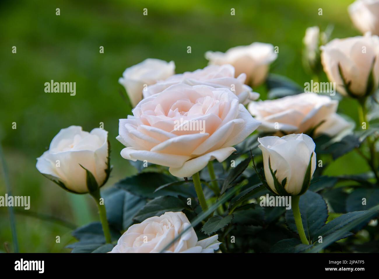 Un gros plan de belles fleurs de rose blanches en plein air avec prairie en arrière-plan Banque D'Images