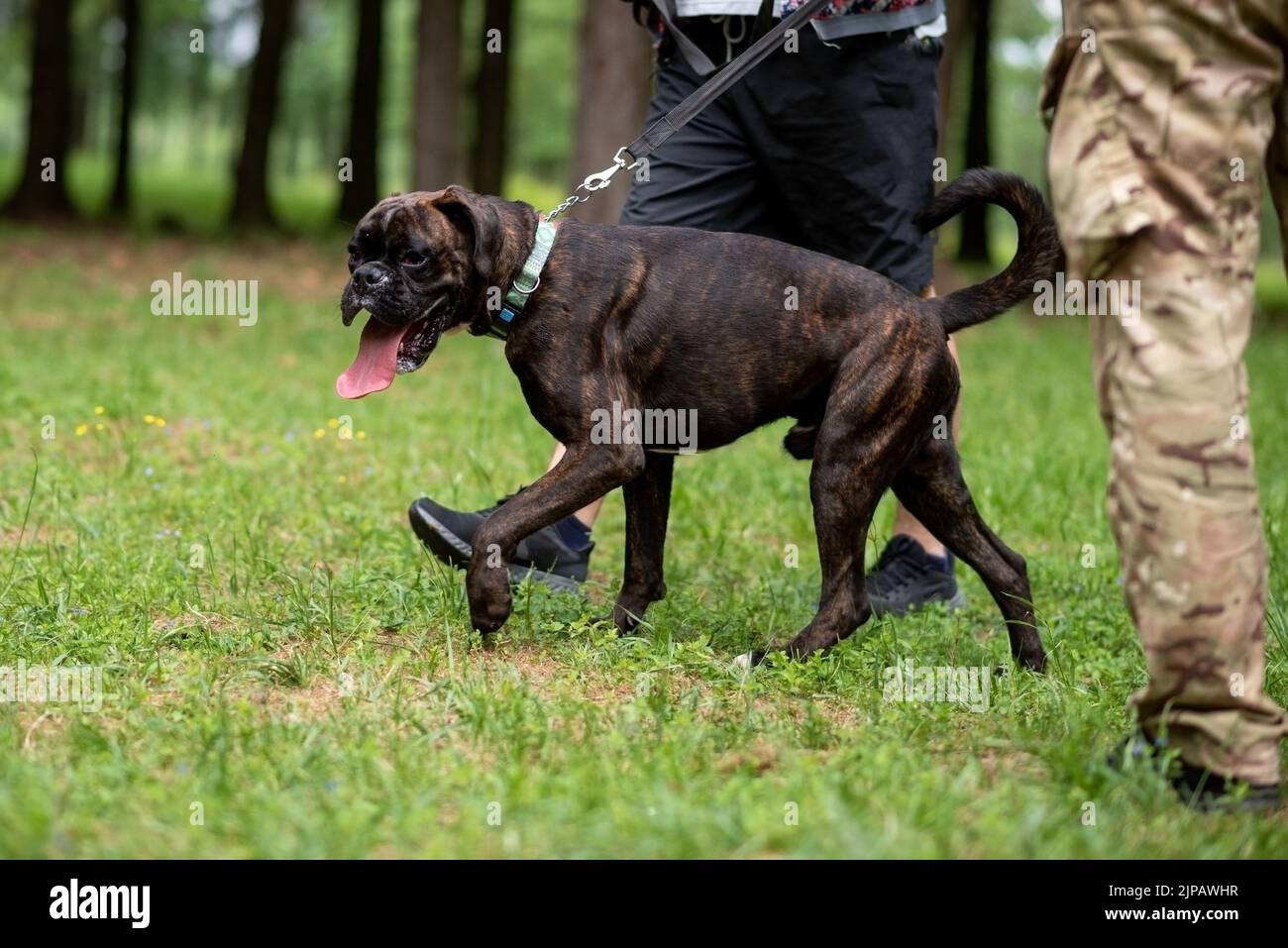 Boxeur avec queue non ancrée pour une promenade dans le parc. Photo de haute qualité Banque D'Images