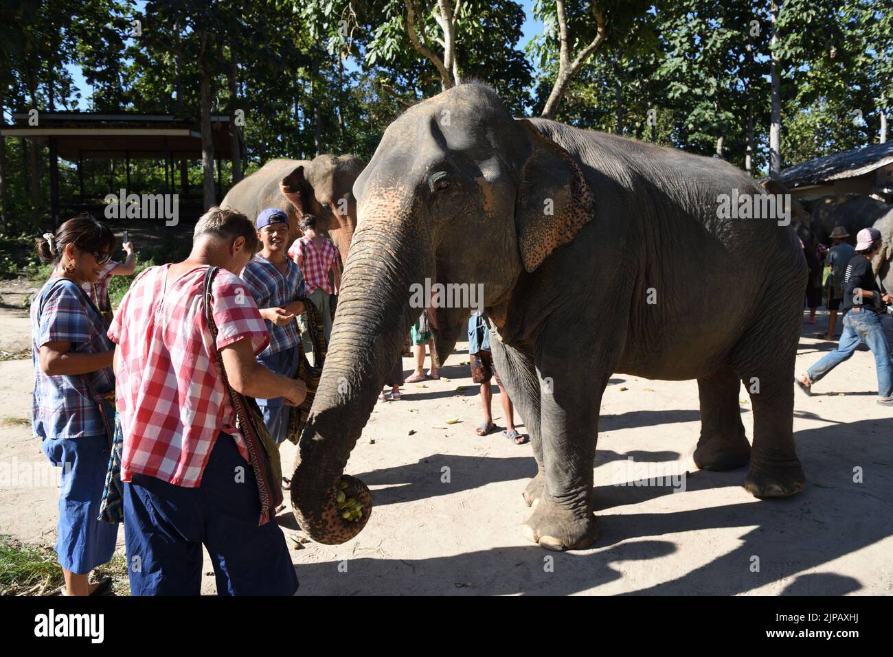 Visiteurs au Maerim Elephant Sanctuary nourrissant une femelle éléphant d'Asie, Mae Rim, province de Chiang Mai, Thaïlande Banque D'Images