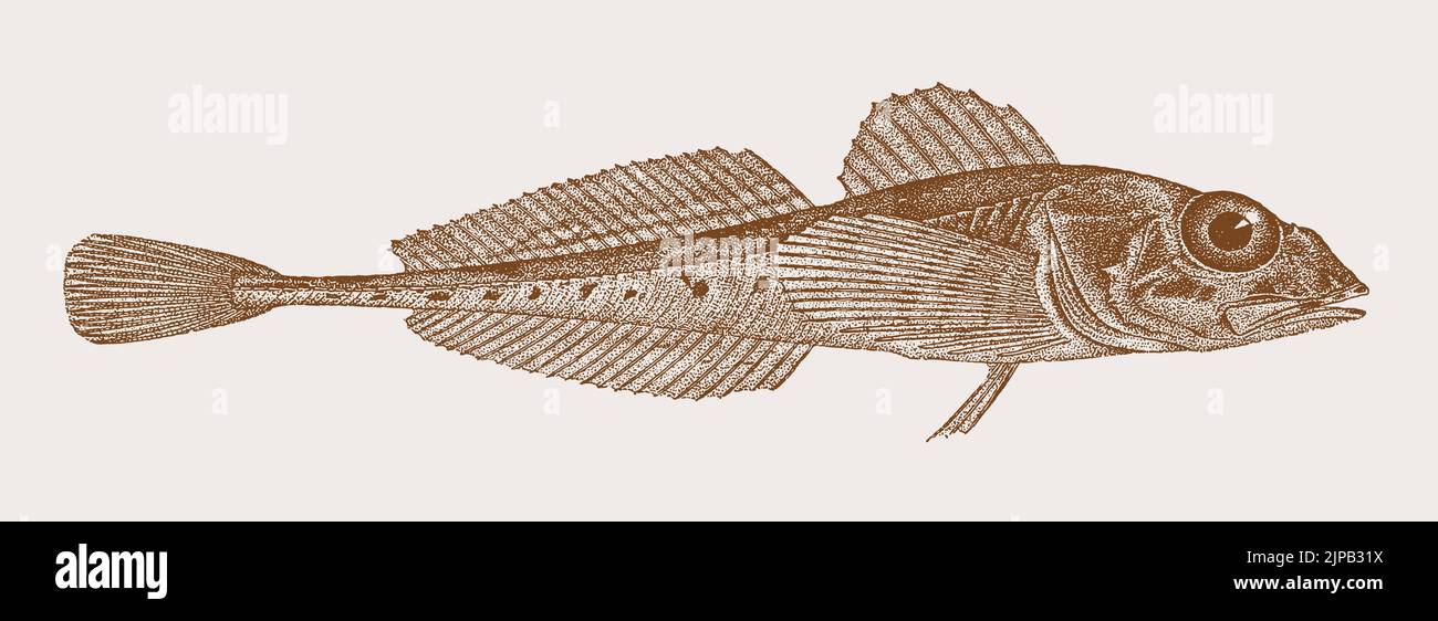 Chabot à côtes femelles, triglops pingelii, poissons marins dans la vue latérale Illustration de Vecteur