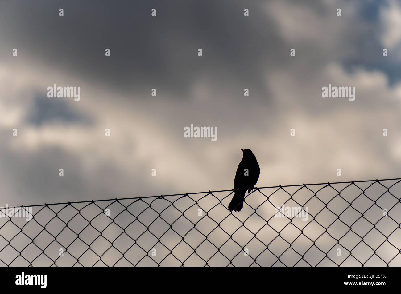 Une vue d'un oiseau sur une clôture contre un ciel nuageux Banque D'Images