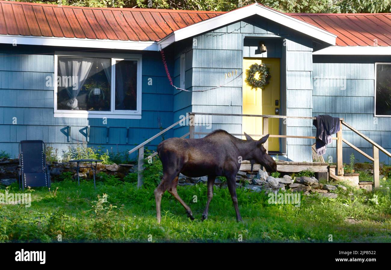 Girdwood, Alaska, États-Unis. 29th juillet 2022. On voit des orignaux sur le côté de la route près des maisons de Girdwood, Alaska, Friday 29 juillet 2022. (Image de crédit : © Mark Hertzberg/ZUMA Press Wire) Banque D'Images