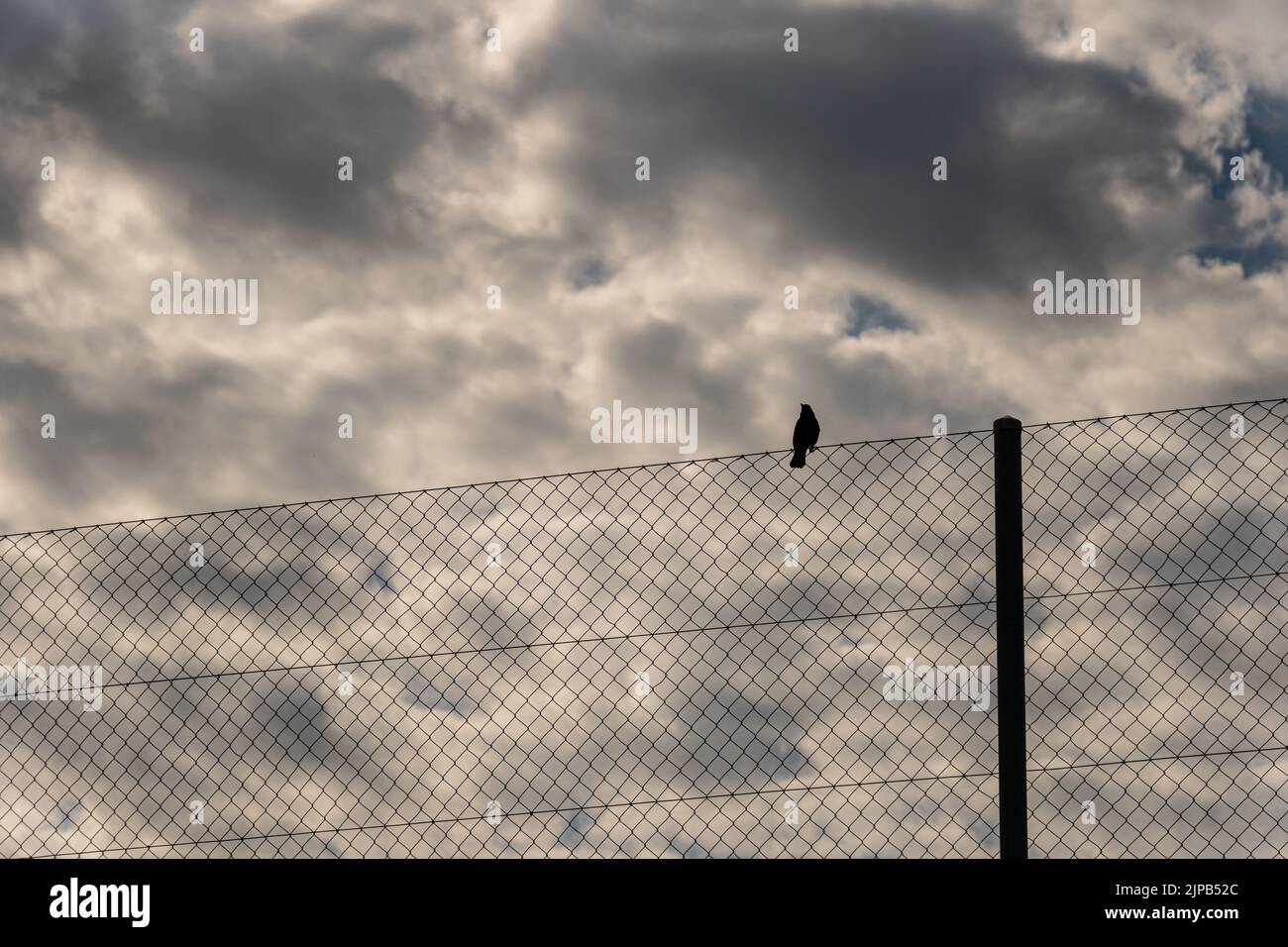 Une vue d'un oiseau sur une clôture contre un ciel nuageux Banque D'Images