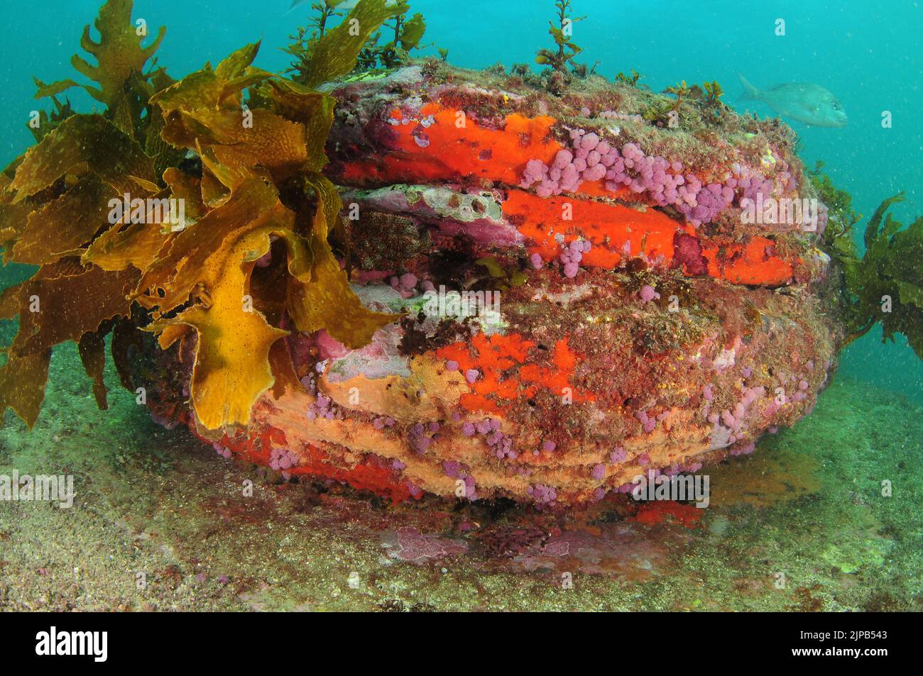 Gros bloc submergé recouvert d'algues brunes et de diverses formes de vie d'invertébrés colorées comme des éponges et des ascidies. Emplacement: Leigh New zeal Banque D'Images