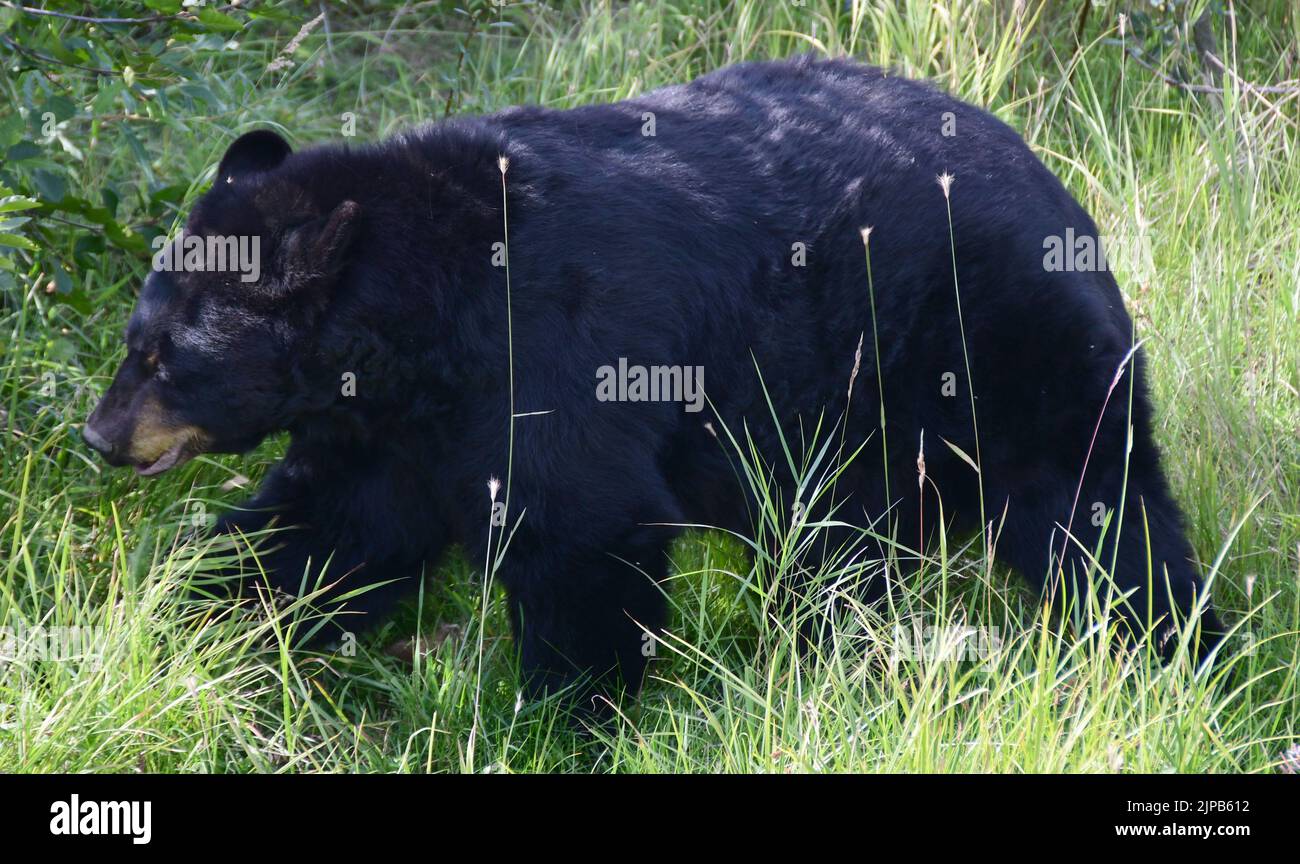 Girdwood, Alaska, États-Unis. 29th juillet 2022. On voit un ours noir au Centre de conservation de la faune de l'Alaska, près de Girdwood, en Alaska, à Friday 29 juillet 2022. (Image de crédit : © Mark Hertzberg/ZUMA Press Wire) Banque D'Images