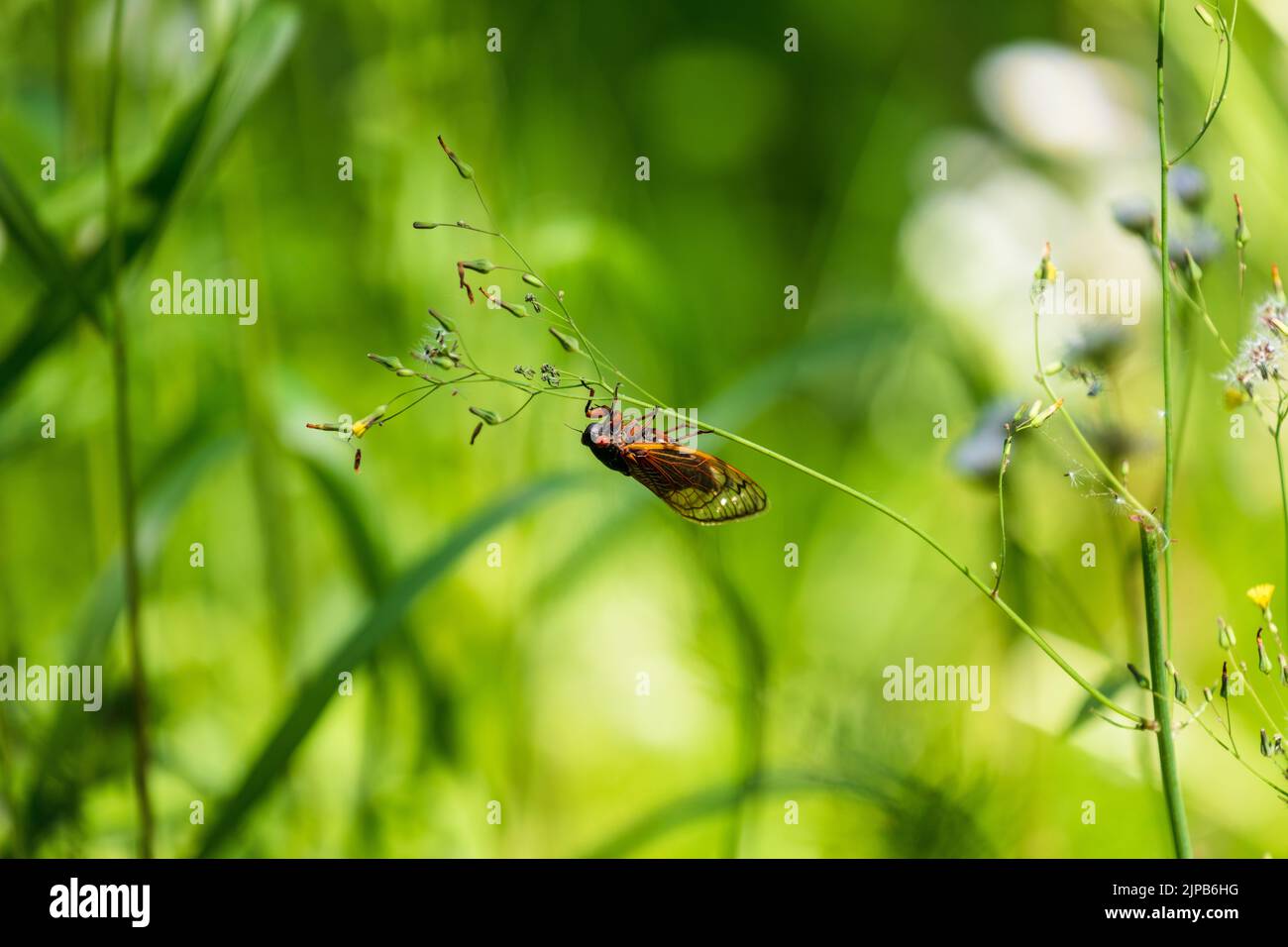 Un gros plan de la grande couvée de l'est dans la nature Banque D'Images