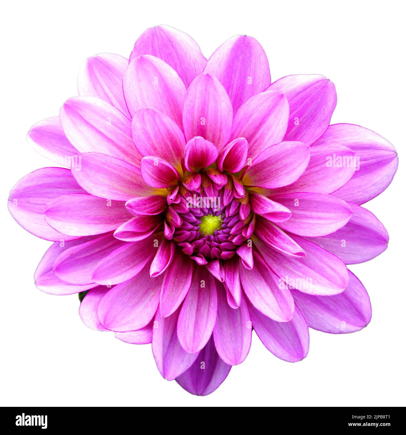 fleur de dahlia isolée. Belle chrysanthème gros plan, rythme et texture de pétales délicats Banque D'Images