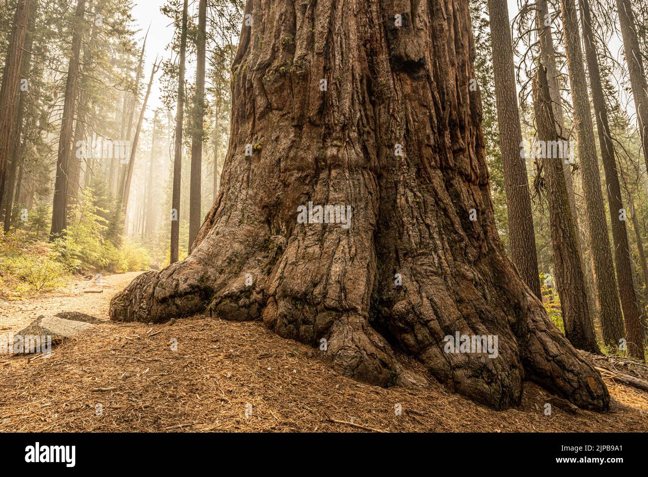 Grand tronc de Sequoia Tree à côté de Trail à travers Mariposa Grove à Yosemite Banque D'Images