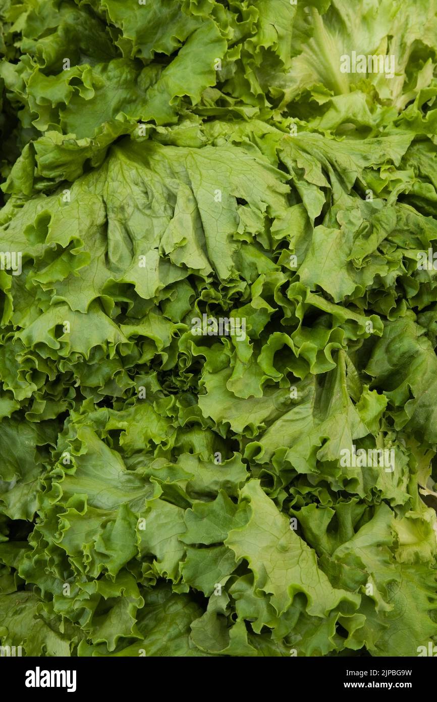 Lactuca sativa fraîchement cueillie - laitue. Banque D'Images