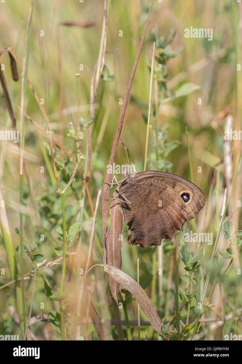 Un papillon de ymph de bois commun accrochant à une plante Banque D'Images