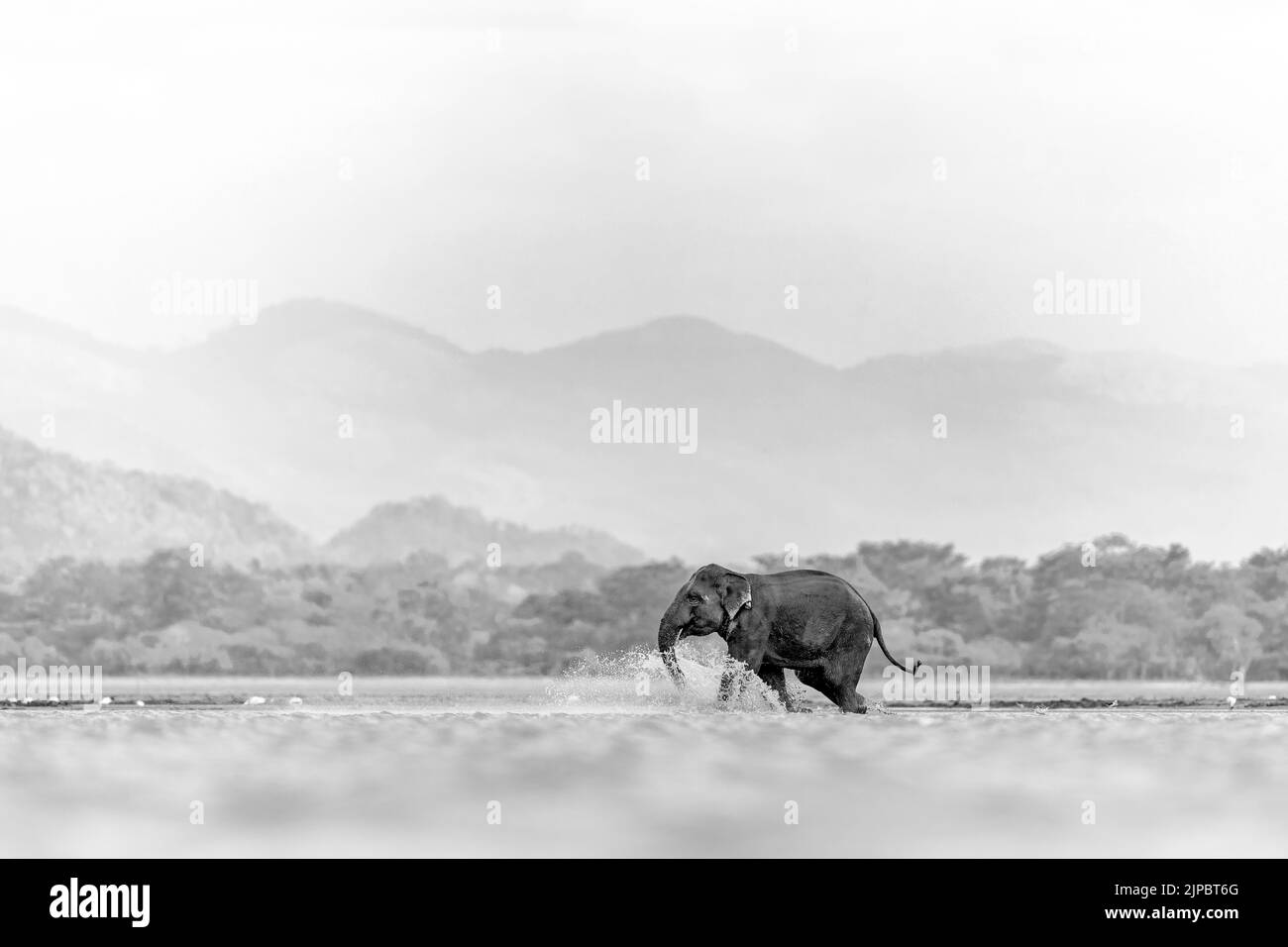 Un éléphant isolé qui tourne sur un champ en niveaux de gris Banque D'Images
