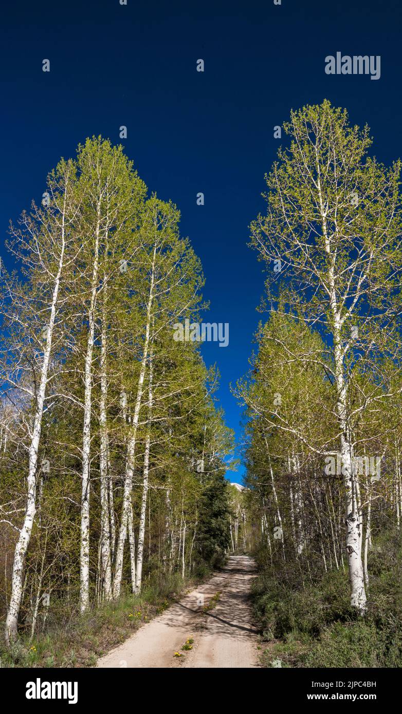 Aspen Trees au printemps, Snake Creek Road, parc national de Great Basin, Nevada, États-Unis Banque D'Images