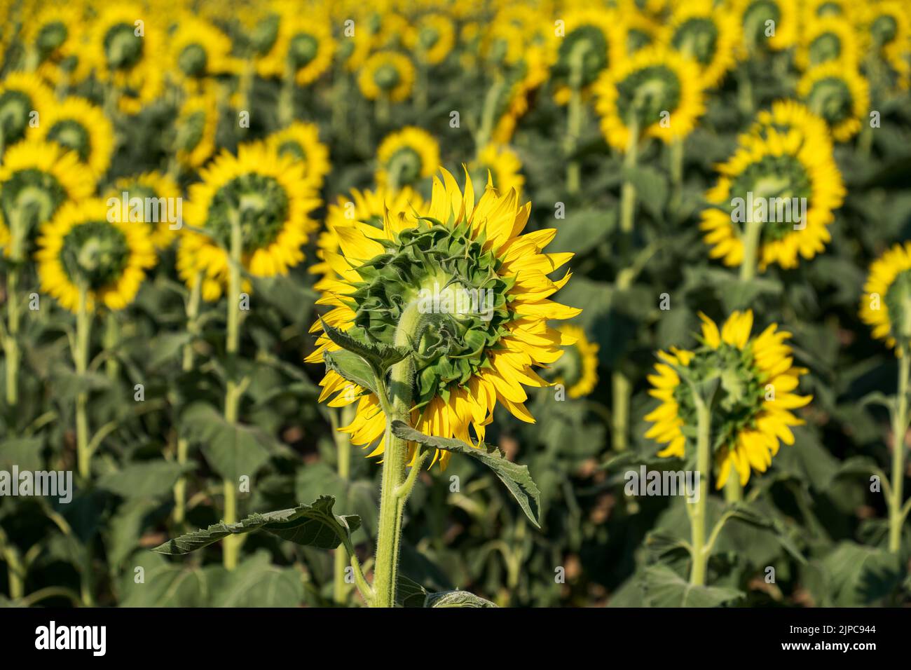 Vue arrière en douceur des tournesols frais avec des feuilles vertes et des pétales jaune vif poussant dans le champ sur les terres agricoles Banque D'Images