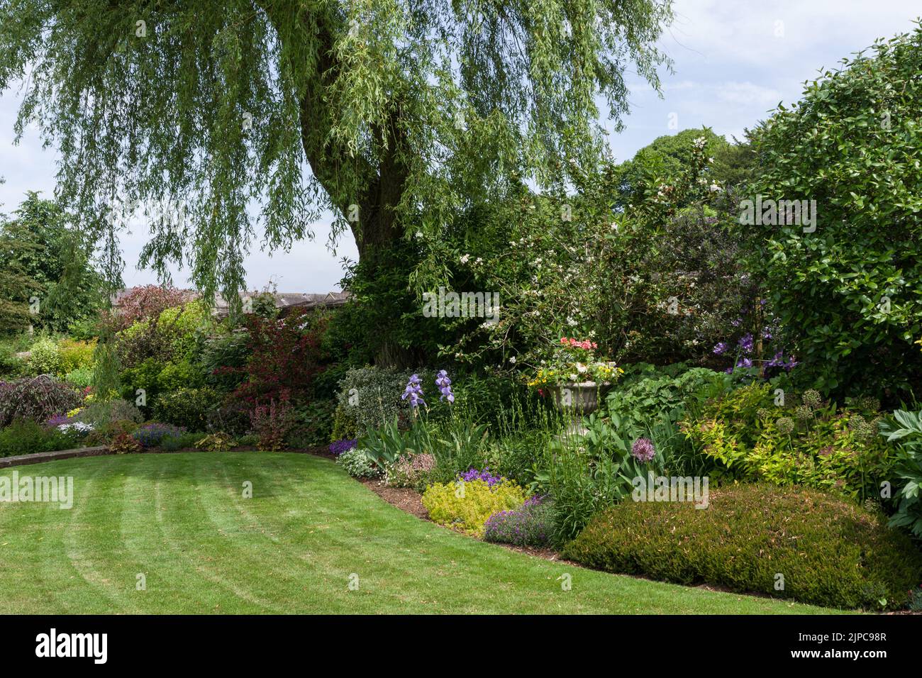 Jardin arrière anglais typique posé sur pelouse, bordure herbacée, haie et arbre en été, village de Gayton, Northamptonshire, Royaume-Uni Banque D'Images