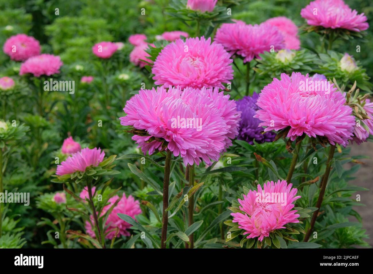 Asters en pépinière de jardinage. Arrière-plan naturel en fleurs. Fleurs ornementales roses. Banque D'Images