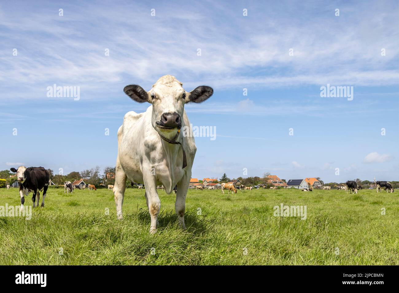 Des oreilles noires de vache blanche venant en sens inverse et s'approchant à pied vers et regardant la caméra debout dans un pâturage sous un ciel bleu et un horizon au-dessus de la terre Banque D'Images