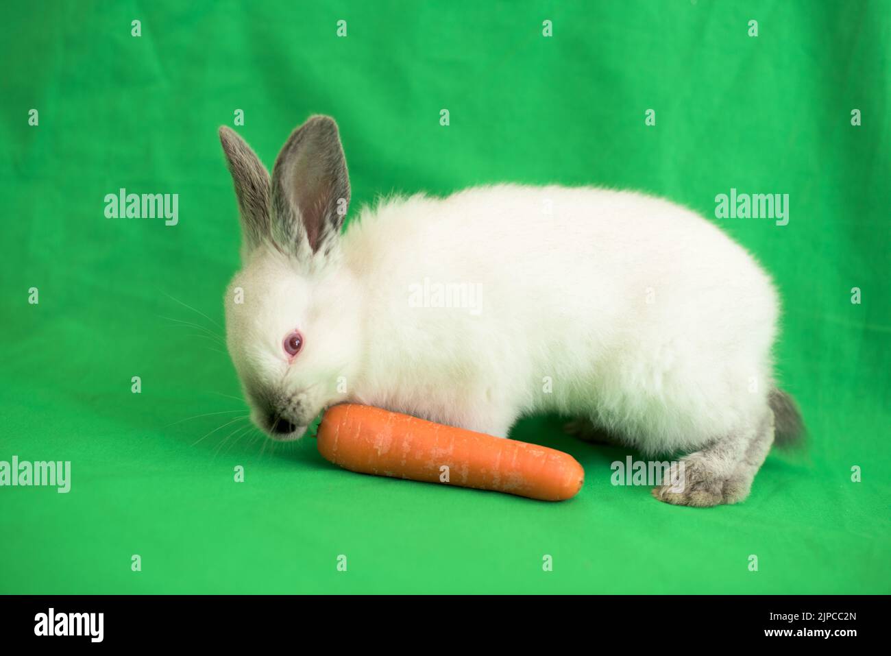 Un petit lapin blanc mange une carotte sur fond vert Banque D'Images