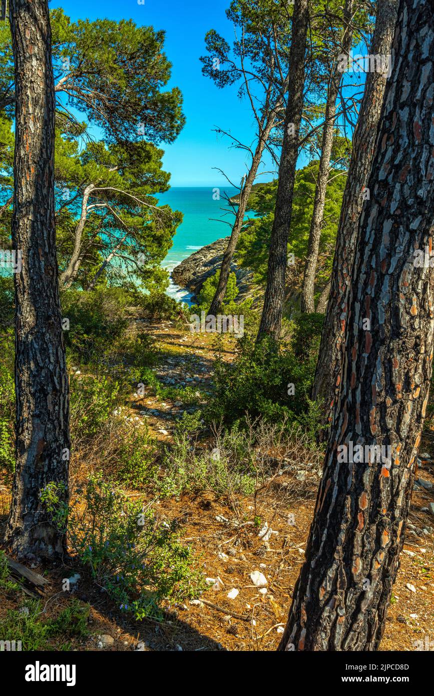 Forêt de pins près de la grotte brisée dans le parc national de Gargano. La mer des Pouilles est le fond. Vieste, province de Foggia, Puglia, Italie, Europe Banque D'Images