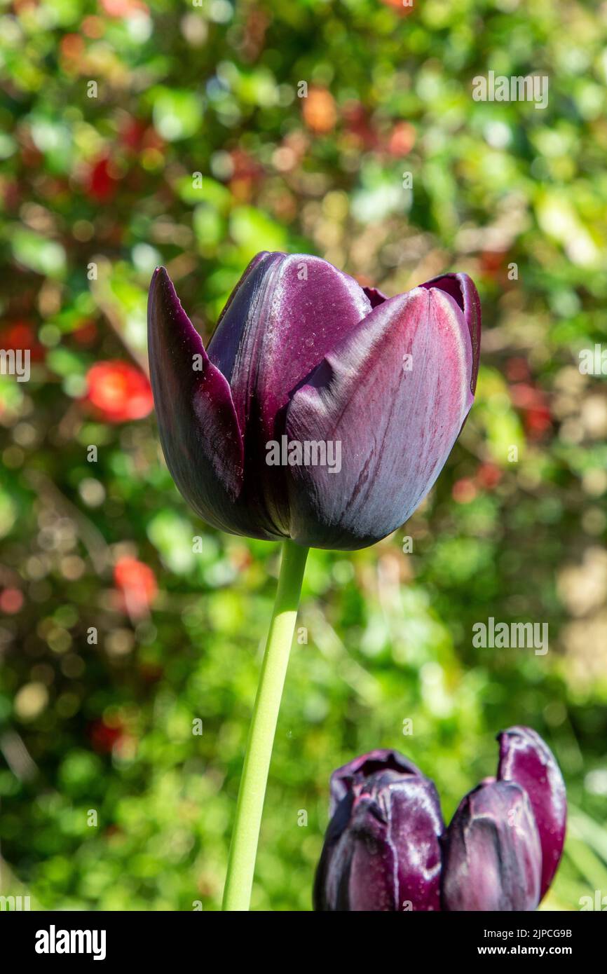 Jardin avec Paul Scherer tulipe tulipes Tulipa fleurs fleuries dans un jardin frontières Spring Spring Spring Spring Spring Spring UK Banque D'Images