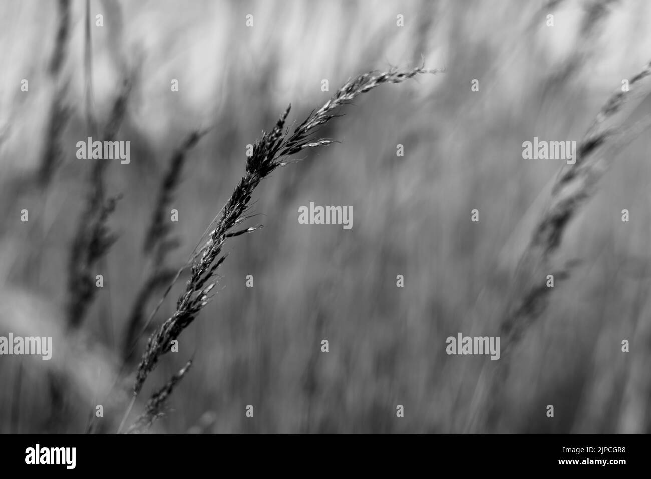 L'échelle de gris en gros plan des plantes sauvages dans le champ d'herbe Banque D'Images