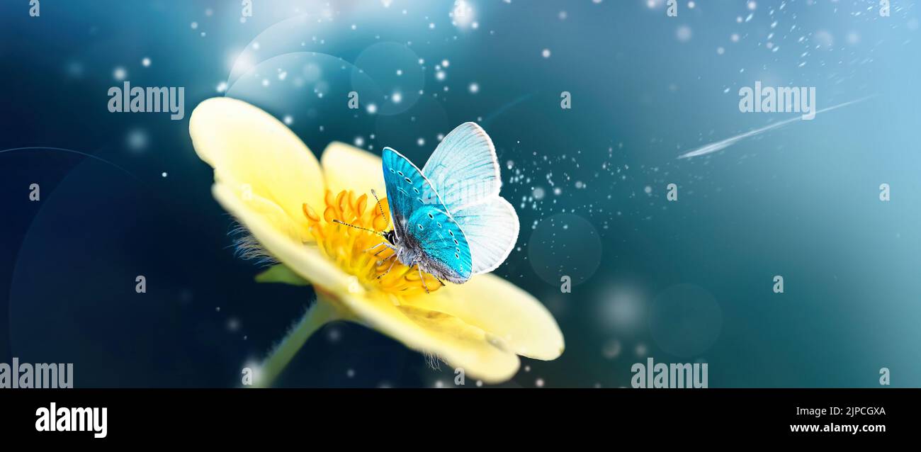 Magnifique papillon turquoise sur fleur jaune sur fond ciel étoilé fantastique. Banque D'Images