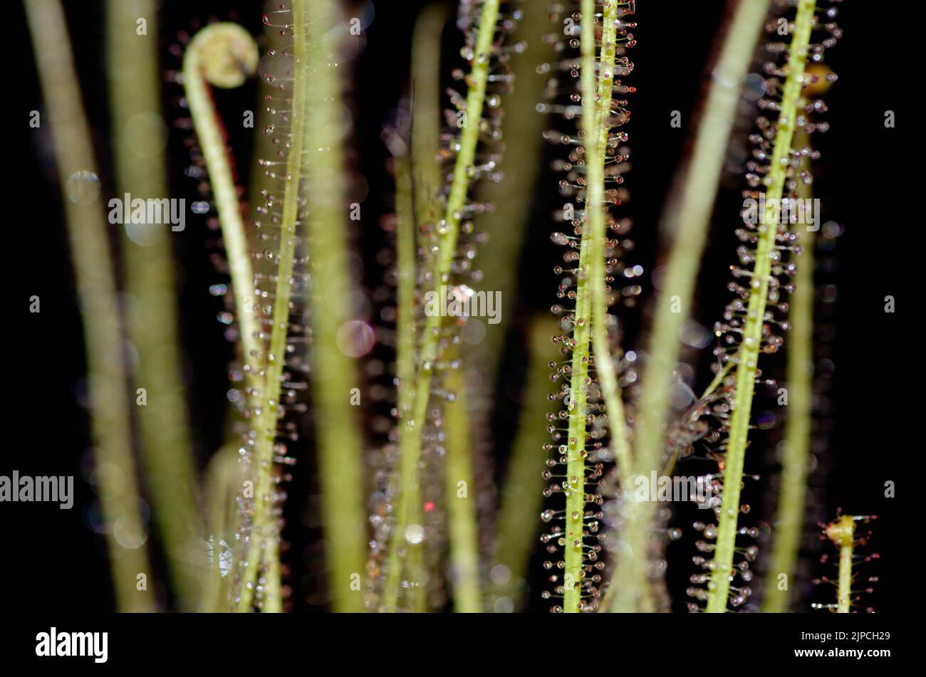Drosera filiformis var. Tracyi Banque D'Images