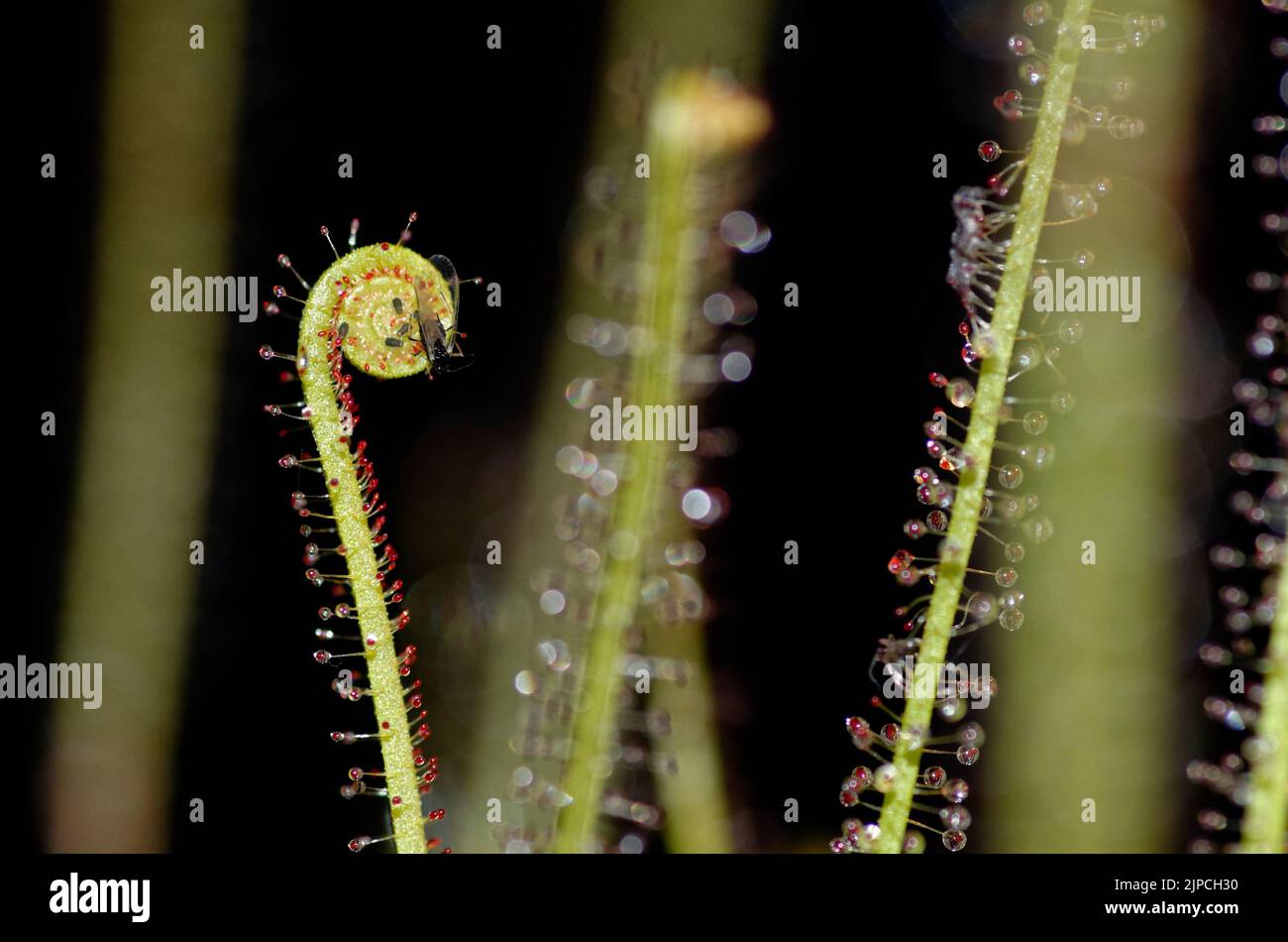 Drosera filiformis var. Tracyi Banque D'Images