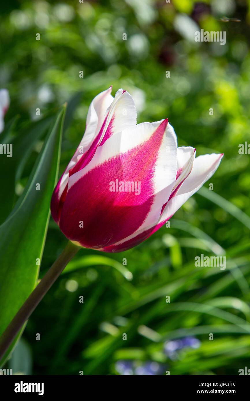 Jardin avec Tulip var.. Tulipes africaines de roi tulipa fleurissent dans une frontière de fleur en avril mai Printemps printemps Royaume-Uni Banque D'Images