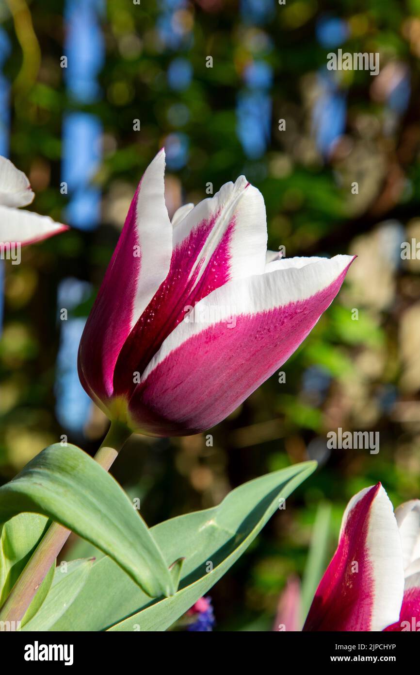 Jardin avec Tulip var.. Tulipes africaines de roi tulipa fleurissent dans une frontière de fleur en avril mai Printemps printemps Royaume-Uni Banque D'Images