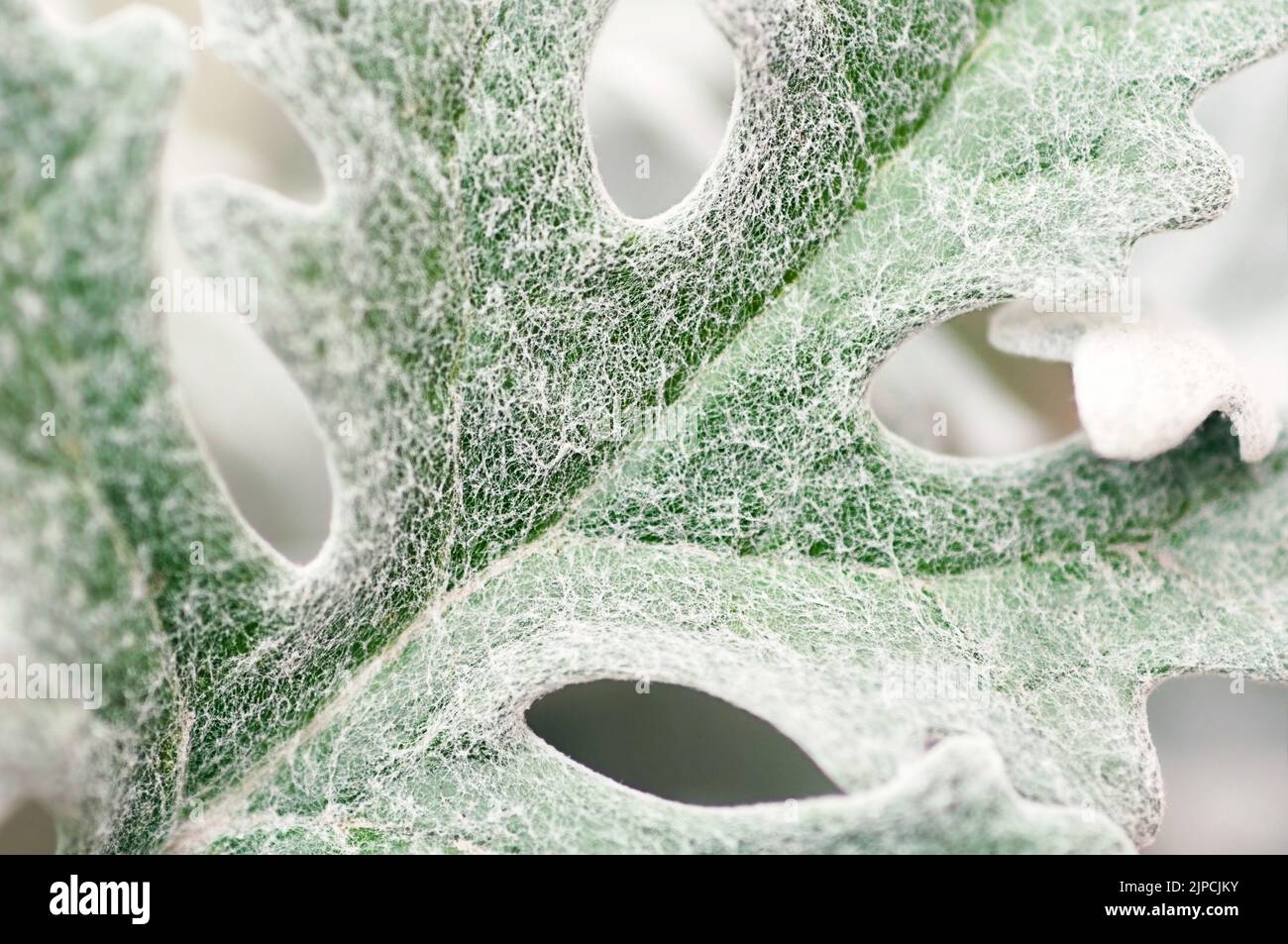Feuille grise de plante cineraria, macro photo. Banque D'Images