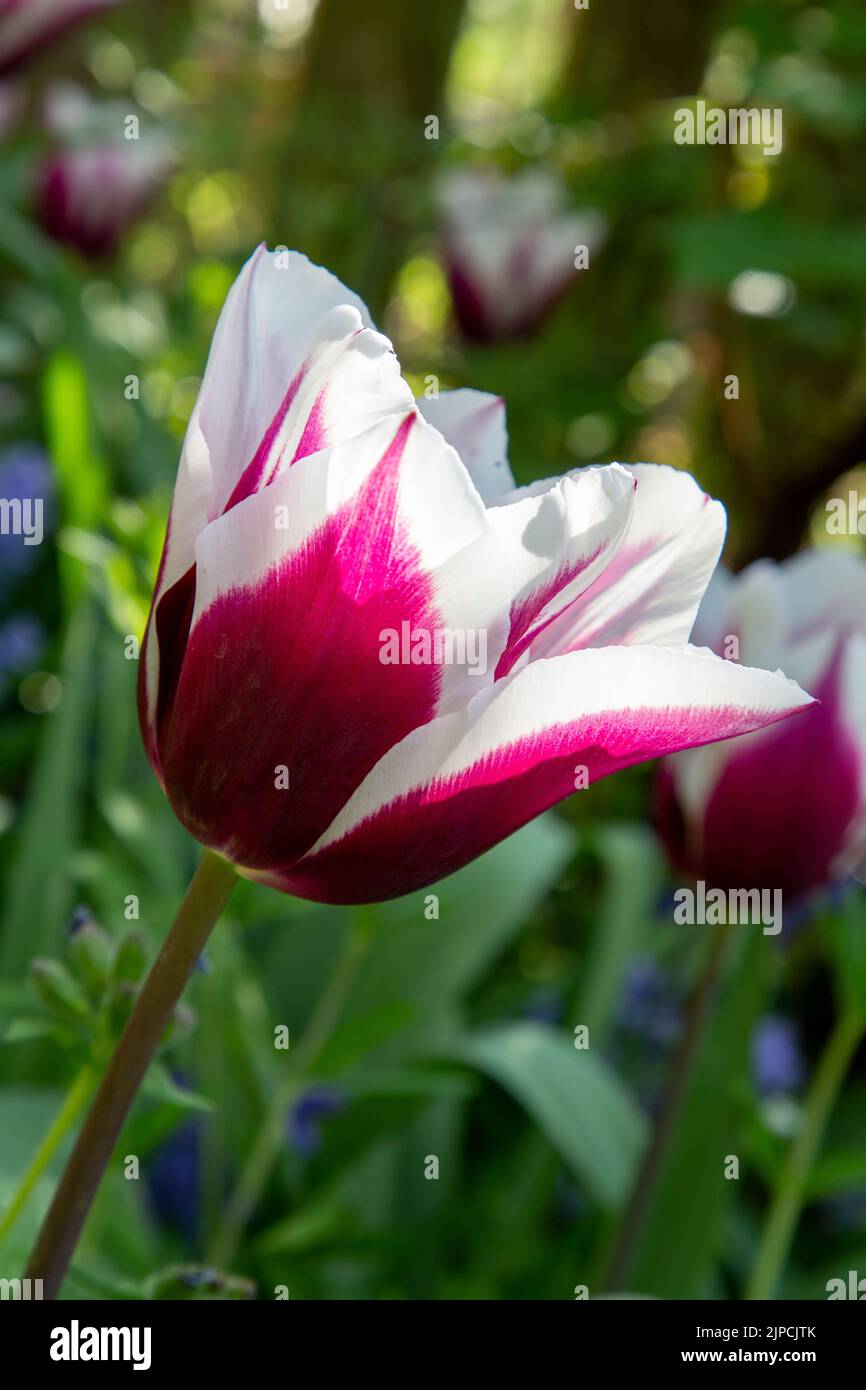 Jardin avec Tulip var.. Tulipes africaines de roi tulipa fleurissent dans une frontière de fleur en avril mai Printemps printemps Royaume-Uni Banque D'Images
