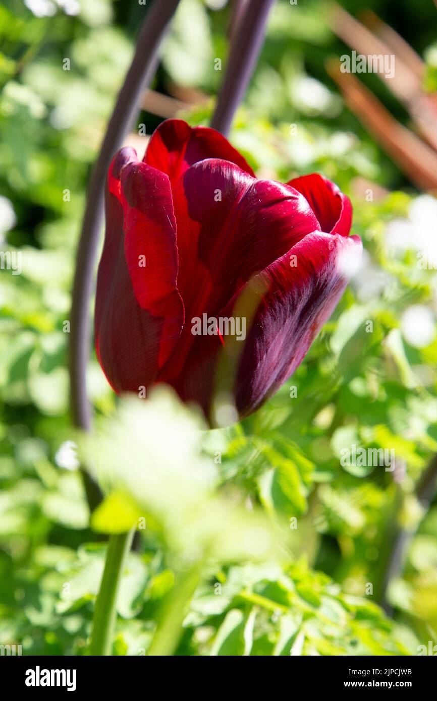 jardin avec tulipes tulipes tulipa var. Jan Reus fleurs fleuries dans une bordure de lit de fleur au printemps printemps avril mai Royaume-Uni Banque D'Images