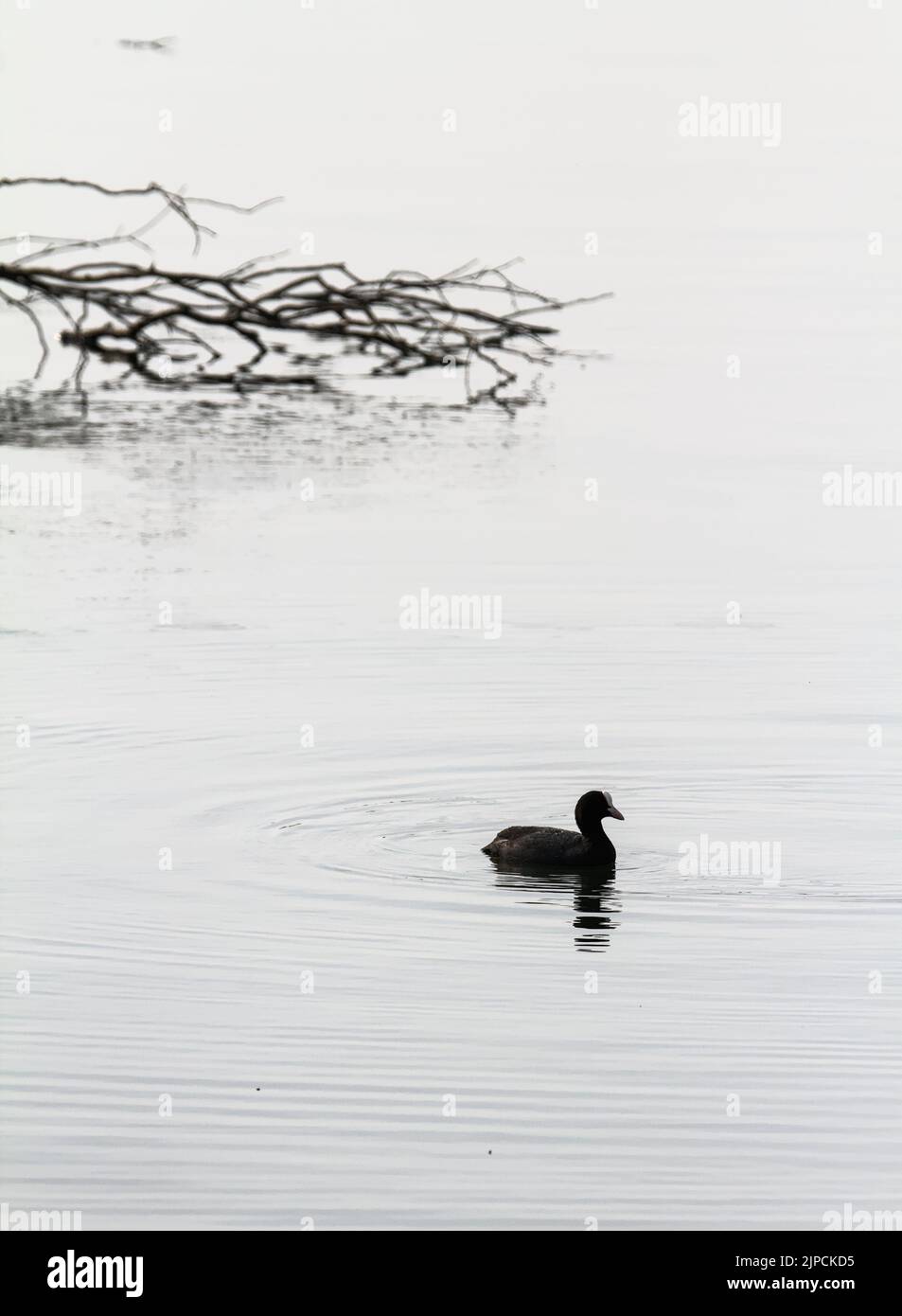 Single Crat Fulica atra natation dans Un lac avec Un Bush tombé en arrière-plan, Blashford Lakes Royaume-Uni Banque D'Images